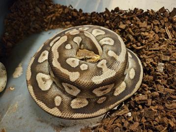 Mojave Pastel het Desert Ghost - KWEEKVROUW - 165 EURO beschikbaar voor biedingen