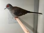 Meerdere koppels wildkleur diamantduiven, Dieren en Toebehoren, Vogels | Duiven, Meerdere dieren, Overige soorten