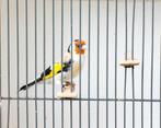 Eumo Majoor Putter, Mannelijk, Wildzangvogel, Geringd