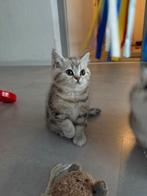 Britse Korthaar Kittens, Dieren en Toebehoren, Katten en Kittens | Raskatten | Korthaar, Ontwormd