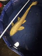 Mukashi Ogon japanse koi, Karper of Koi