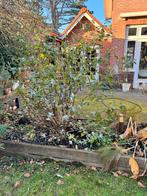 Vlinderstruik paars, Overige soorten, 100 tot 250 cm, Zomer, Ophalen