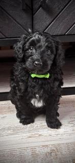 🐾 nog 2 pups beschikbaar 🐾 Mini Australian labradoodle pup, Parvo, Overige rassen, 8 tot 15 weken, Meerdere