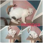 Kittens, Meerdere dieren