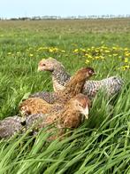 Prachtige jonge tamme Bielefelder kippen hennen gesekst, Dieren en Toebehoren, Pluimvee, Vrouwelijk, Kip