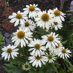 Zaden zonnehoed wit  (Echinacea purpurea ‘Alba’), Ophalen of Verzenden, Voorjaar, Volle zon, Zaad