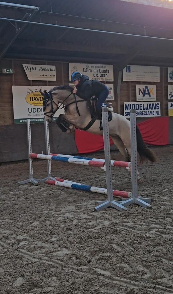 Kwaliteitsvolle D pony, Dieren en Toebehoren, Pony's, Ruin, B, D pony (1.37m tot 1.48m), Springpony, 3 tot 6 jaar