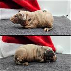 Prachtig dalmatier skinny beertje, Dieren en Toebehoren, Cavia, Mannelijk, November, Tam