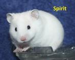 🐹Syrische hamster / goudhamster nestje van hobbyfokker, Dieren en Toebehoren, Meerdere dieren, Hamster, Tam