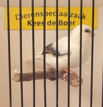 Witbonte gloster man  beschikbaar voor biedingen