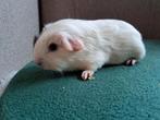 Beertjes beschikbaar, Dieren en Toebehoren, Knaagdieren, Mannelijk, Cavia, Na 1 juli 2024