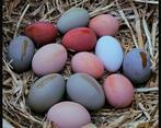 Heavy bloom marans haantjes en uit gestippelde eieren, Dieren en Toebehoren, Pluimvee, Mannelijk, Kip