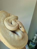 1.0 banana enchi clown koningspython python regius, Dieren en Toebehoren, Reptielen en Amfibieën, Slang