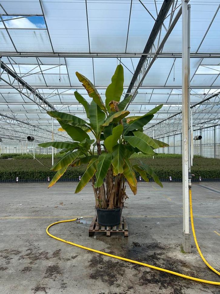 Musa Basjoo, Tuin en Terras, Planten | Tuinplanten, Overige soorten, Volle zon, Ophalen