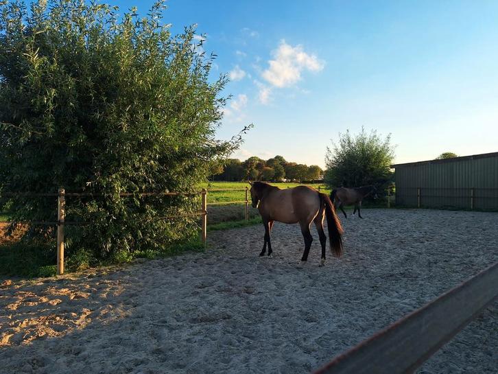 Opfok merrie veulens, Dieren en Toebehoren, Stalling en Weidegang