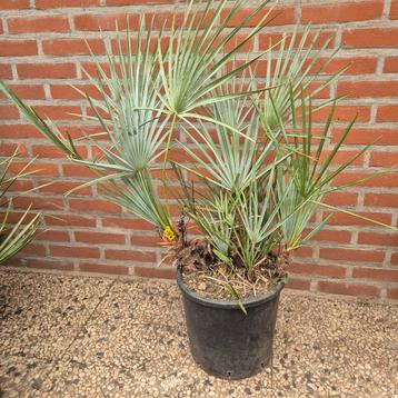 chamaerops humilis cerifera  beschikbaar voor biedingen