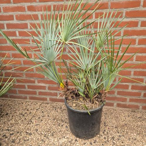 chamaerops humilis cerifera, Tuin en Terras, Planten | Tuinplanten, Vaste plant, Volle zon, Zomer, Ophalen