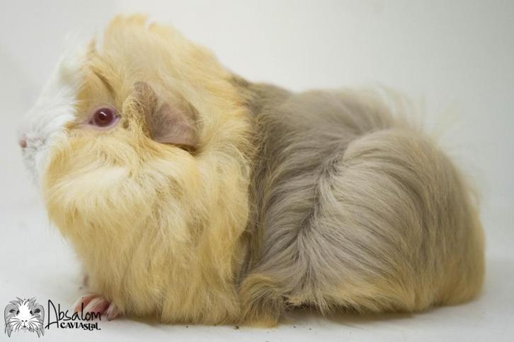 Lilac argente saffraan argente witte peruvian cavia, Dieren en Toebehoren, Knaagdieren, Mannelijk, Cavia, September, Tam