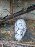 2 konijnen, Dieren en Toebehoren, Ophalen of Verzenden, 110 cm of meer, Hok, 90 cm of meer