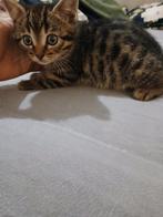 Hele mooie tijger poesje kitten BRITS korthaar X BENGAAL, Dieren en Toebehoren, Katten en Kittens | Raskatten | Korthaar, Poes