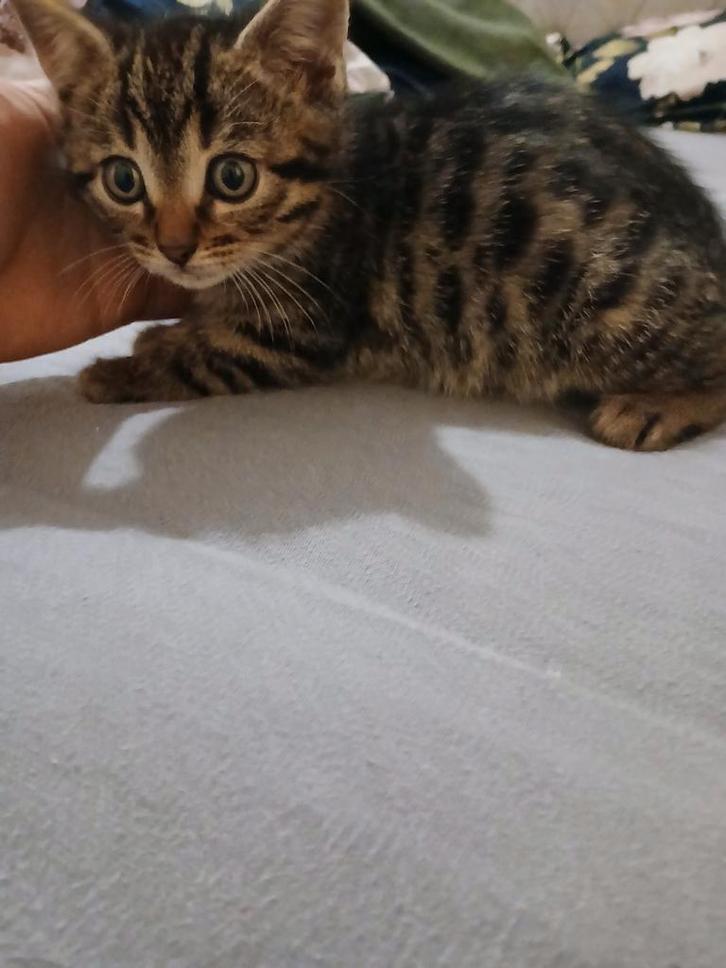 Hele mooie tijger poesje kitten BRITS korthaar X BENGAAL, Dieren en Toebehoren, Katten en Kittens | Raskatten | Korthaar, Poes