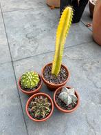 4 leuke cactussen, Ophalen, Overige soorten, Minder dan 100 cm