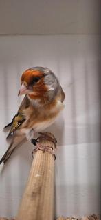 Mooie bastaards putter x kanarie en zwartkopsijs x kanarie m, Mannelijk, Wildzangvogel, Geringd