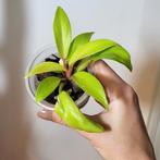 Philodendron malay gold, Ophalen of Verzenden, Overige soorten, Minder dan 100 cm