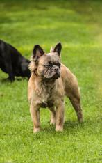 Franse bulldog (fluffy) ter dekking beschikbaar, Dieren en Toebehoren, België, Fokker | Hobbymatig, Rabiës (hondsdolheid), Reu