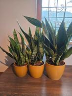 Sansevieria planten in pot, Ophalen, Overige soorten, Halfschaduw, In pot