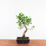 Bonsai Ficus 'BinnenBonsai', Tuin en Terras, In pot, Bloeit niet, Halfschaduw, Minder dan 100 cm