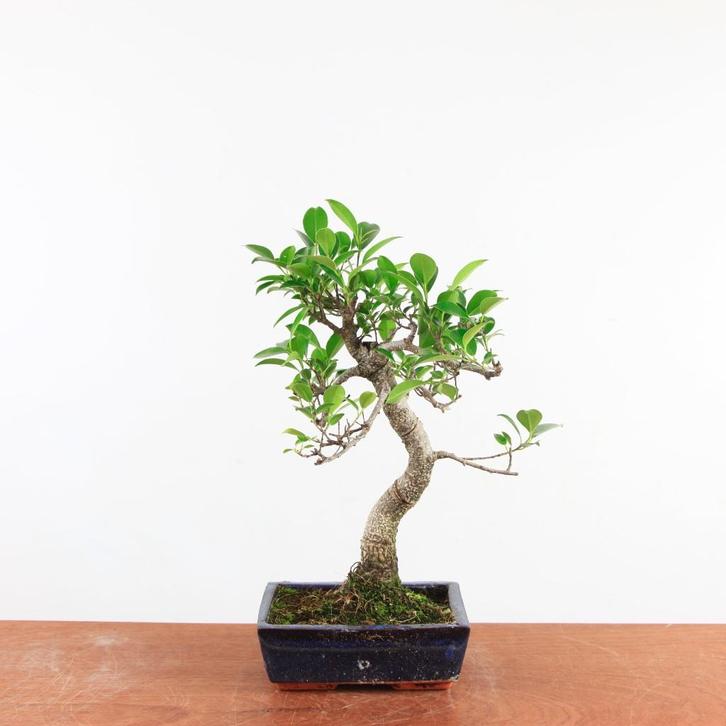 Bonsai Ficus 'BinnenBonsai', Tuin en Terras, Planten | Bomen, Overige soorten, Minder dan 100 cm, Halfschaduw, Bloeit niet, In pot