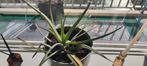 Potplanten & Aloë Vera, Vaste plant, Bloeit niet, Halfschaduw, Ophalen