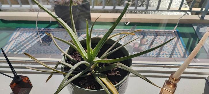 Potplanten & Aloë Vera, Tuin en Terras, Planten | Tuinplanten, Vaste plant, Overige soorten, Halfschaduw, Bloeit niet, Ophalen