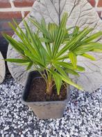 Palm, Tuin en Terras, Planten | Bomen, Ophalen, Palmboom