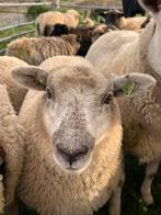 Herdwick ooien | Jonge dieren | Mooie schapen, Dieren en Toebehoren, Schapen, Geiten en Varkens, Vrouwelijk, Schaap