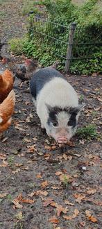 Mini göttinger varkens, Dieren en Toebehoren, Meerdere dieren, Varken