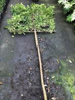 lei portugese laurier 340 cm hoog 8-10 cm dik, Ophalen, Laurier, 100 tot 250 cm