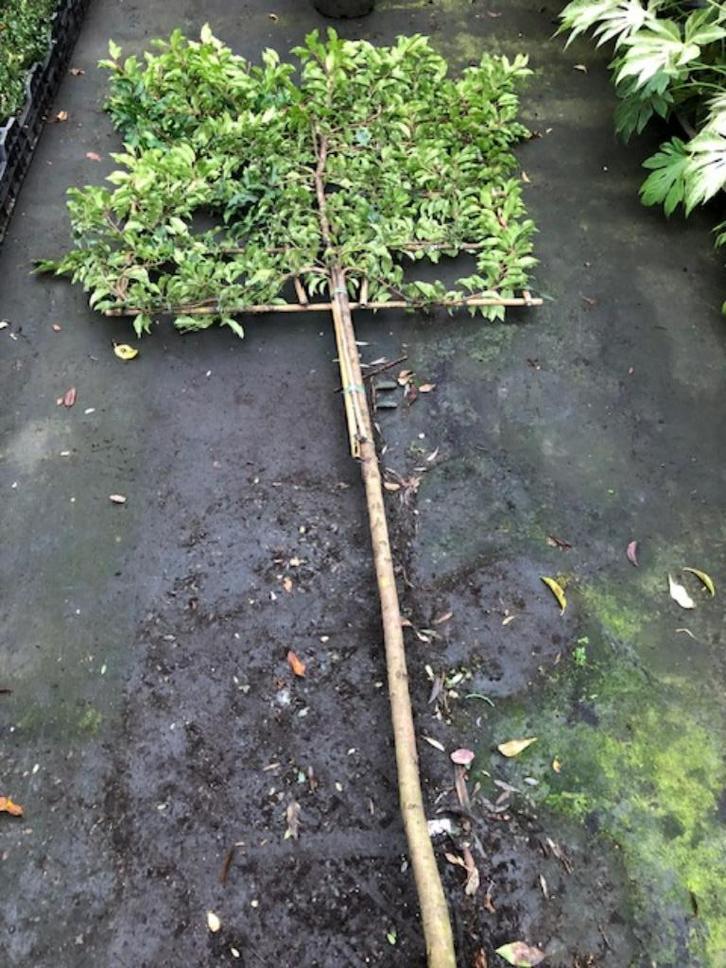lei portugese laurier 340 cm hoog 8-10 cm dik, Tuin en Terras, Planten | Struiken en Hagen, Laurier, 100 tot 250 cm, Ophalen