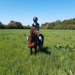 Drie mooie newforest hengsten ter dekking aangeboden, Dieren en Toebehoren, Paarden en Pony's | Dekhengsten en Fokmerries, Hengst