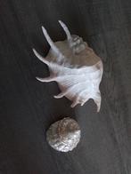 2 mooie grote schelpen, Verzamelen, Mineralen en Fossielen, Ophalen of Verzenden, Schelp(en)