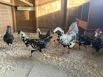 Broedeieren Hollandse hoen, Dieren en Toebehoren, Geslacht onbekend, Kip