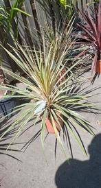 Cordyline palm soort., Ophalen, Zomer, Overige soorten, Volle zon