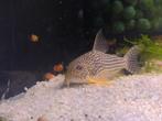 Corydoras Sterbai - Hoplisoma, Vis