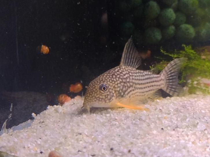 Corydoras Sterbai - Hoplisoma, Dieren en Toebehoren, Vissen | Aquariumvissen, Vis