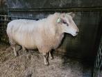 noordhollander ram, Mannelijk, Schaap, 3 tot 5 jaar