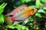 Apistogramma Hongsloi per paar - Koidream Valburg, Vis, Zoetwatervis