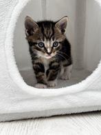 Kitten te koop, Dieren en Toebehoren, Katten en Kittens | Overige Katten, Kater, Kortharig, 0 tot 2 jaar