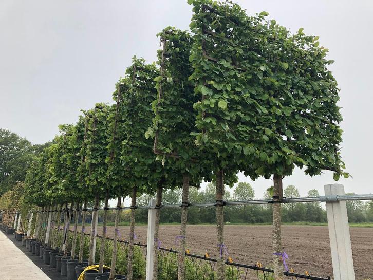 Lei Parrotia, Perzisch IJzerhout, een exclusieve leiboom, Tuin en Terras, Planten | Bomen, Leiboom, 250 tot 400 cm, Volle zon