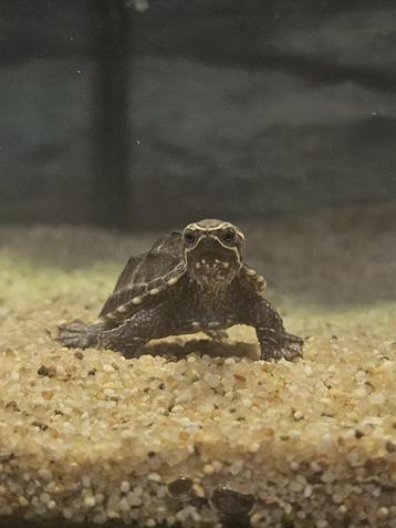 Muskusschildpad (Sternotherus odoratus) beschikbaar voor biedingen
